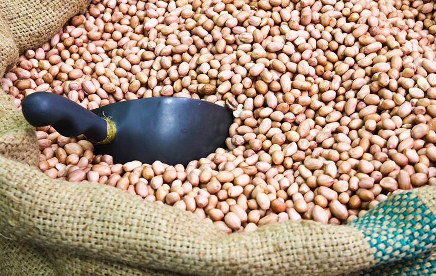 groundnut-1