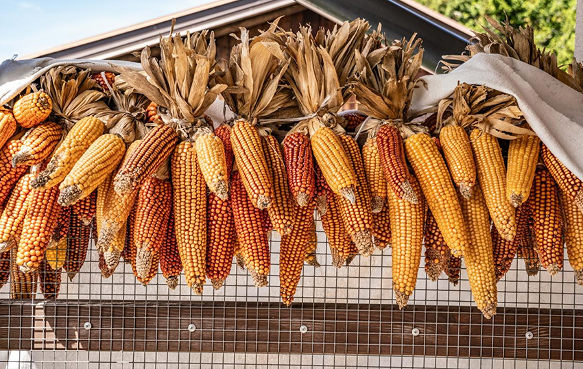 sweetcorn